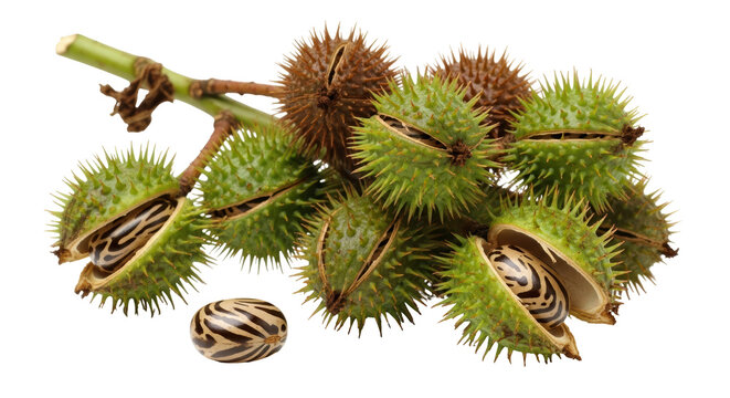 Isolated Castor Bean