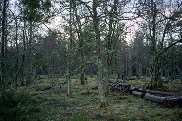 Abernethy Forest Scotland pine woods winter light lichens North landscape