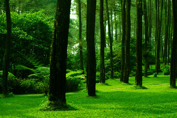Lush Green Forest Landscape Serene Pine Trees and Vibrant Greenery