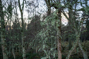 Abernethy Forest Scotland pine woods winter light lichens North landscape