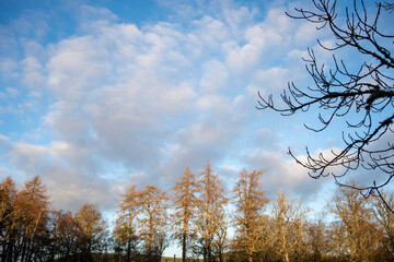 Abernethy Forest Scotland pine woods winter light lichens North landscape
