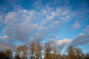 Abernethy Forest Scotland pine woods winter light lichens North landscape