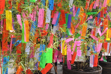 Tanabata festival (Star Festival) in Japan. Colorful paper tags called tanzaku with written wishes...