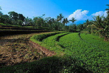 Lush Green Rice Terraces Under a Vibrant Blue Sky in Tropical Paradise