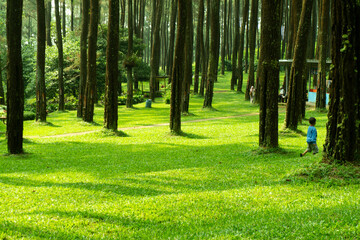 Serene Pine Forest Path Lush Green Landscape Photography