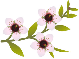 Manuka branch with flowers and leaves isolated on white background..eps