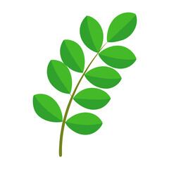 Obraz premium Moringa vegetable vector perfect for healthy food, farm, eco, and organic-themed digital design projects.
