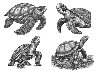 Fototapeta premium Sea Turtle Set collection bundle sketch engraving generative ai raster illustration. Scratch board imitation. Black and white image.