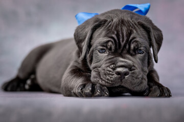 Black Cane Corso puppy with blue bow posing on blue background
