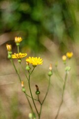 Bunch of yellow flowers are in a field. Phone wallpaper. Vertical background.
