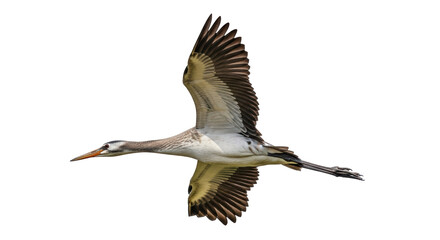 Isolated Flying Crane