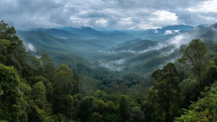 Obraz premium Panoramic rainforest scene from a high viewpoint