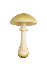 Death Cap Mushroom Isolated on White Background with Pale Green Cap