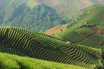 Fototapeta premium Scenic Green Terraced Farms on Hillsides of West Java, Indonesia – Aerial Landscape of Agricultural Beauty