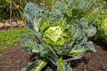 Cabbage eaten by caterpillars in the garden, close-up. Damaged cabbage leaves in holes