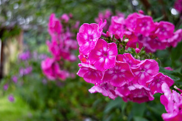 pink  phlox flowers in the garden