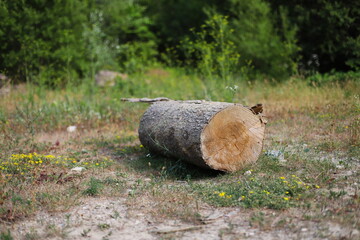 Cut log of wood in nature