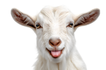 Close up of a white goat with its tongue out isolated on a white background
