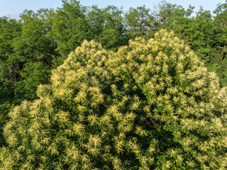Aerial view of the Sweet Chestnut Tree in Bloom (Castanea sativa)