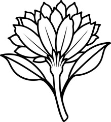 chicory vegetable outline coloring book page line art vector illustration