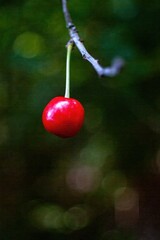 Cherry is hanging from a tree branch. Phone wallpaper. Vertical background.
