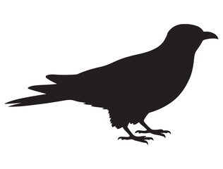 Obraz premium CUCKOO BIRD SILHOUETTE