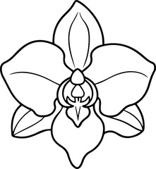 Orchid flower outline vector illustration line art