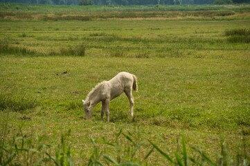 Fohlen in Nordholland