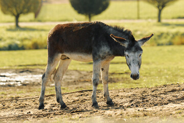 A lone donkey stands quietly in a green pasture during late afternoon under a clear blue sky