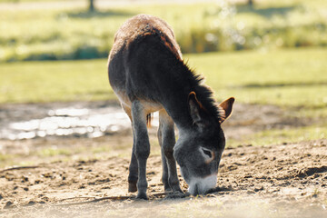 A young donkey grazes peacefully in a sunlit pasture in the countryside on a warm afternoon