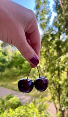 hand picking fresh cherries