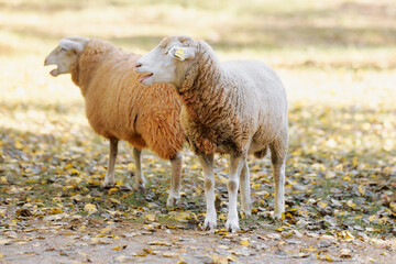 Two sheep standing in a sunny pasture surrounded by autumn leaves during a peaceful afternoon in the countryside