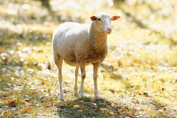 Naklejka premium A sheep is calmly grazing in a sunlit meadow, surrounded by scattered autumn leaves
