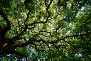 Fototapeta premium trees in the forest