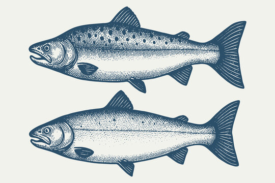 Male and female salmon fish side view engraving style vector illustration