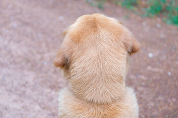 portrait of a dog