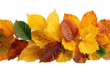 Autumn leaves in yellow and brown isolated on transparent background