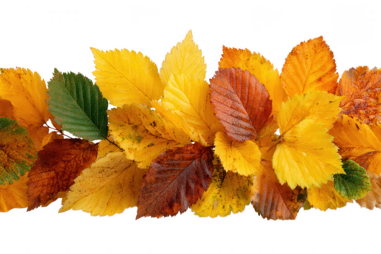 Autumn leaves in yellow and brown isolated on transparent background