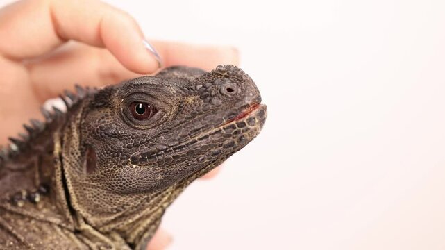 Gentle Interaction with a Hydrosaurus Lizard