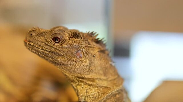 Philippine Sailfin Lizard in Captivity Observes Surroundings