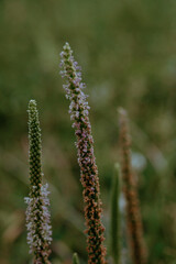 Wildblume