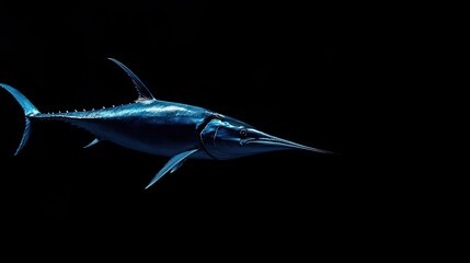 Fototapeta premium Striking image of a marlin against a black backdrop.
