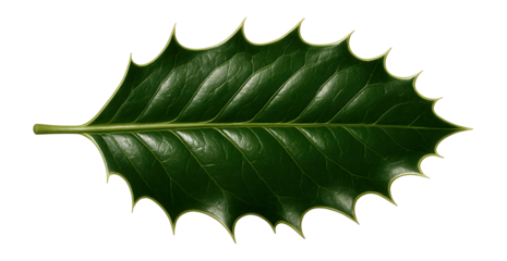 American holly leaf with glossy green surface and spiny margins
