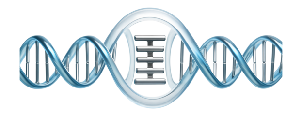 Replication bubble illustration showing expanded region of separated DNA strands