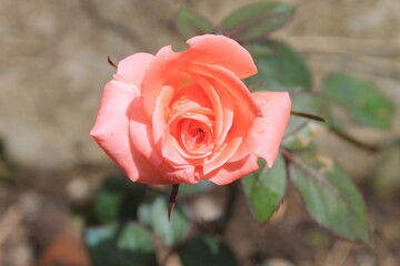 Sunkis roses bloom in the garden

