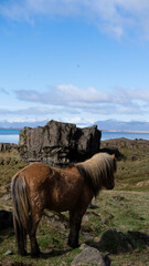 Islandpferd in weiter Landschaft