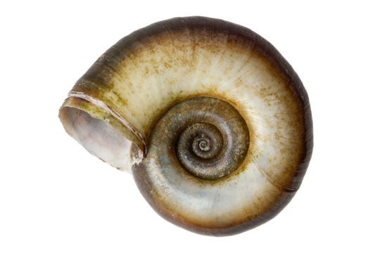 Close-up of a spiral shell isolated on a white background.