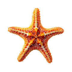 Vibrant close up photograph of a detailed orange starfish isolated on a white background
