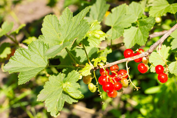Red currant berries on a branch with green leaves.