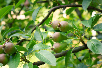 Unripe pears growing on a lush pear tree branch in a garden.